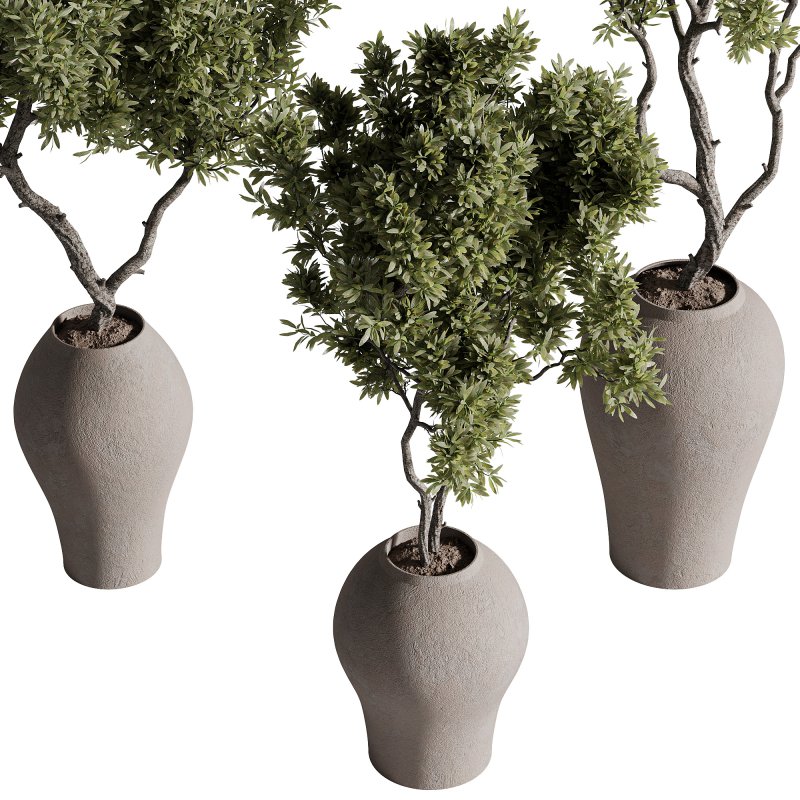 indoor plants – 68 plant in pot - Image 4