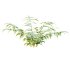 Macrothelypteris torresiana Fern bush 03 - Thumbnail 6