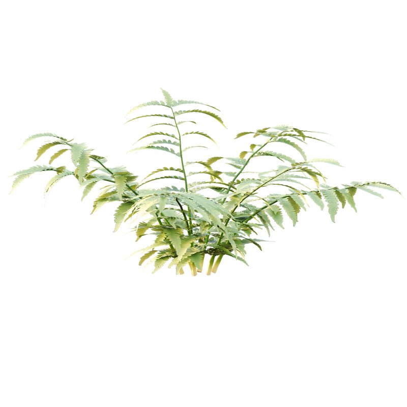 Macrothelypteris torresiana Fern bush 03 - Image 6