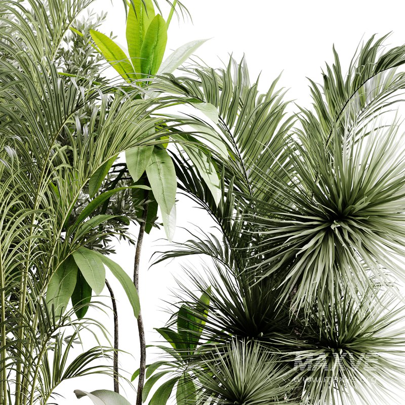 indoor plants 113 – plant collections in pot - Image 2