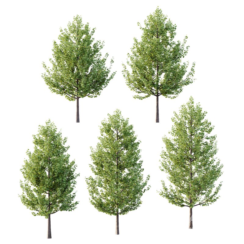 Maidenhair Ginkgo Biloba Tree 02 - Image 6