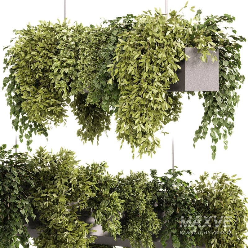 Indoor plants – 22 hanging indoor Plants - Image 4