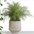 plants set on shelf - Thumbnail 2