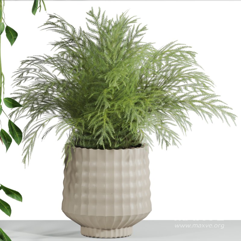 plants set on shelf - Image 2