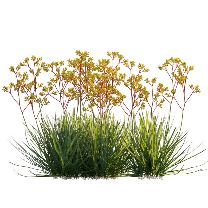 Anigozanthos flavidus – Kangaroo Paw 02 - Image 3