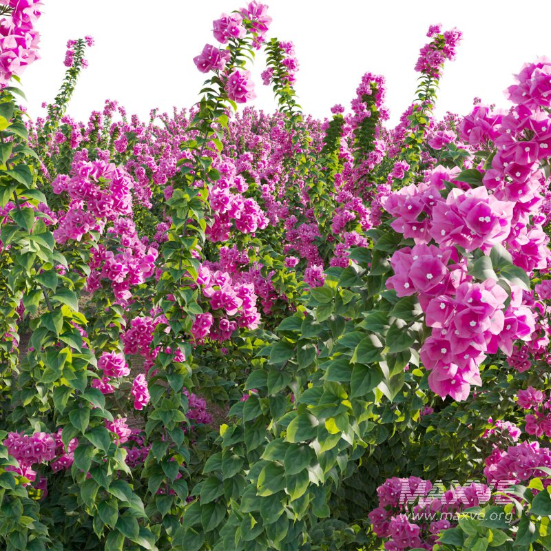 Bougainvillea – Paper Flower 01 - Image 5