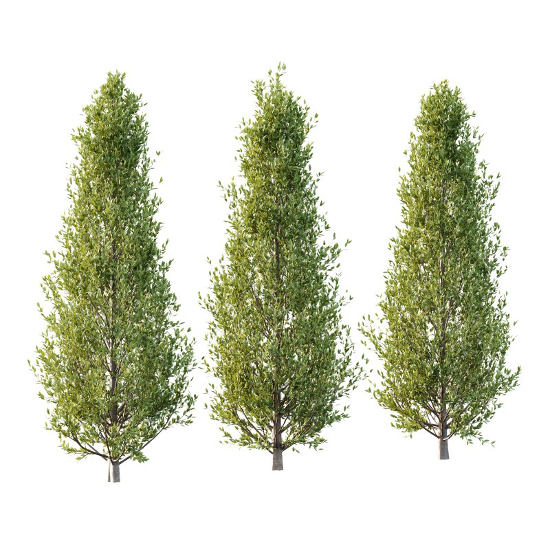 Fagus Grandifolia Tree 02 - Image 2