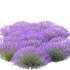 plant bush Flower Lavandula pedunculata 02 - Thumbnail 4