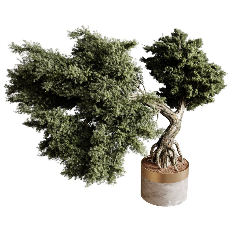 Indoor plants 82 – Plant in pot - Image 2