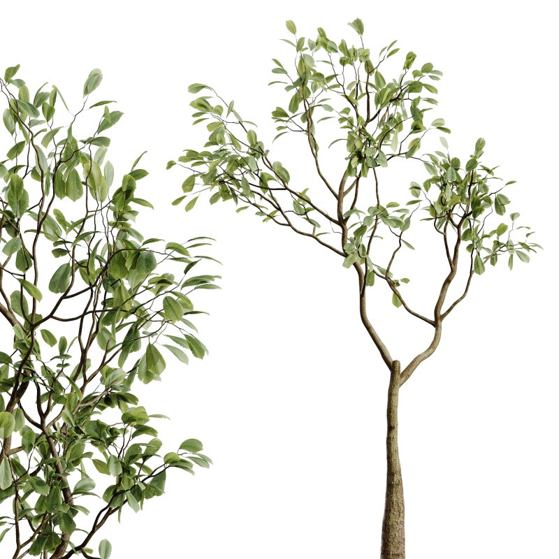 AV Indoor Plants Set 281 Ficus Marginata Yucca Palm Banana Nicolai - Image 6