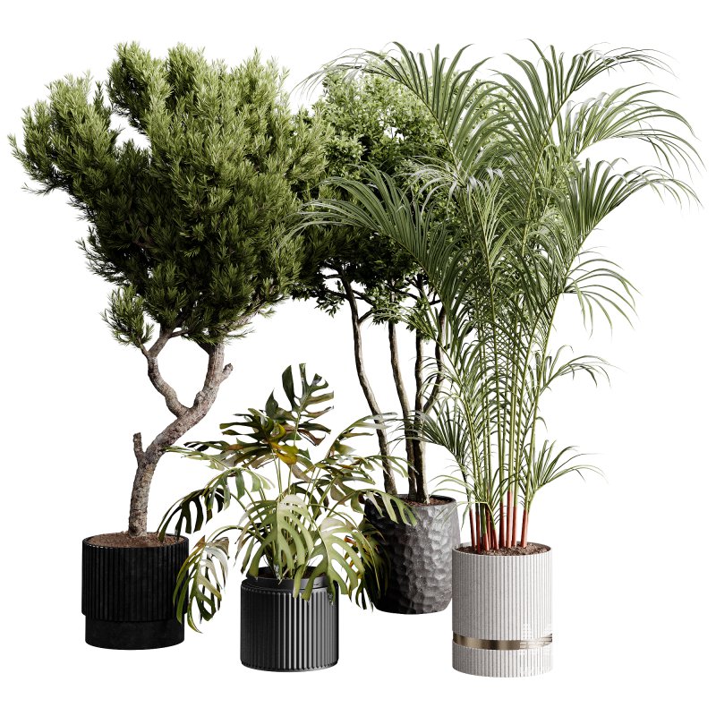 indoor plants 122 – plant collections in pot - Image 4