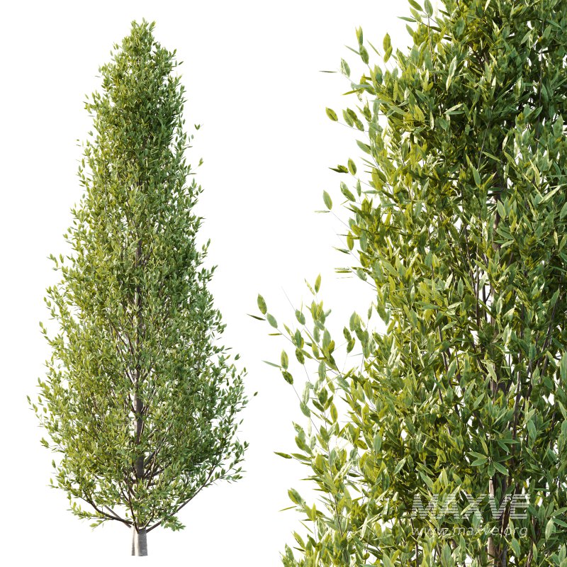 Fagus Grandifolia Tree 02 - Image 3