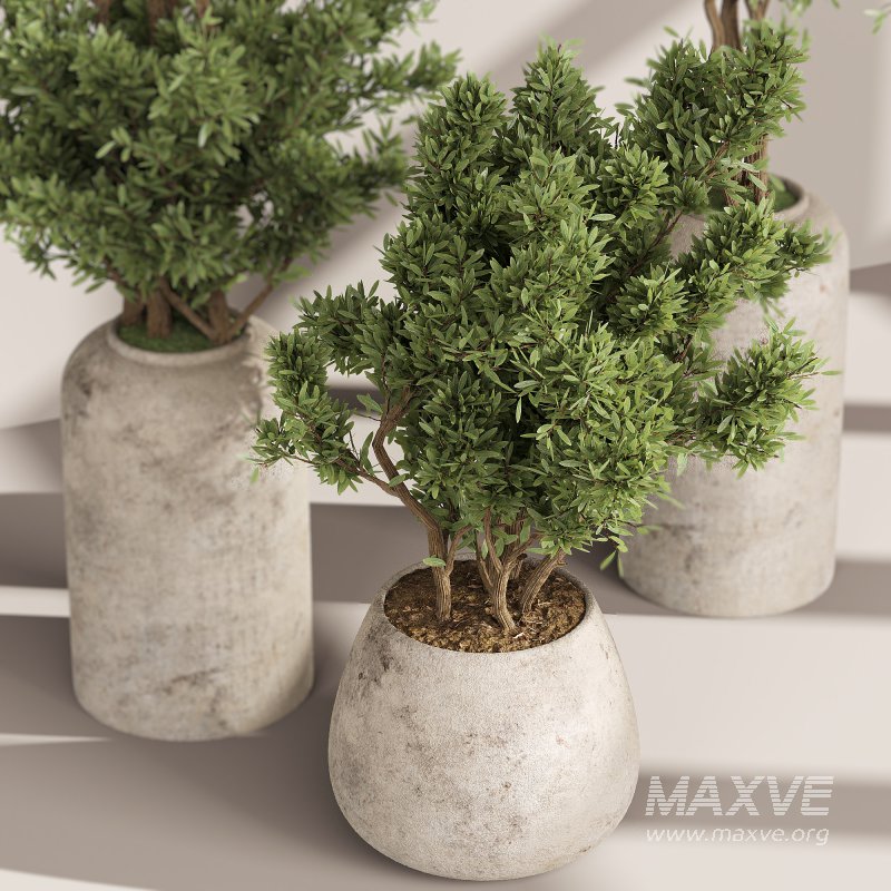 Indoor Collection plants 05 - Image 7