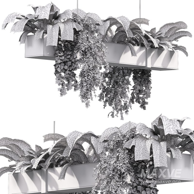 Hanging indoor Plants 04 - Image 2