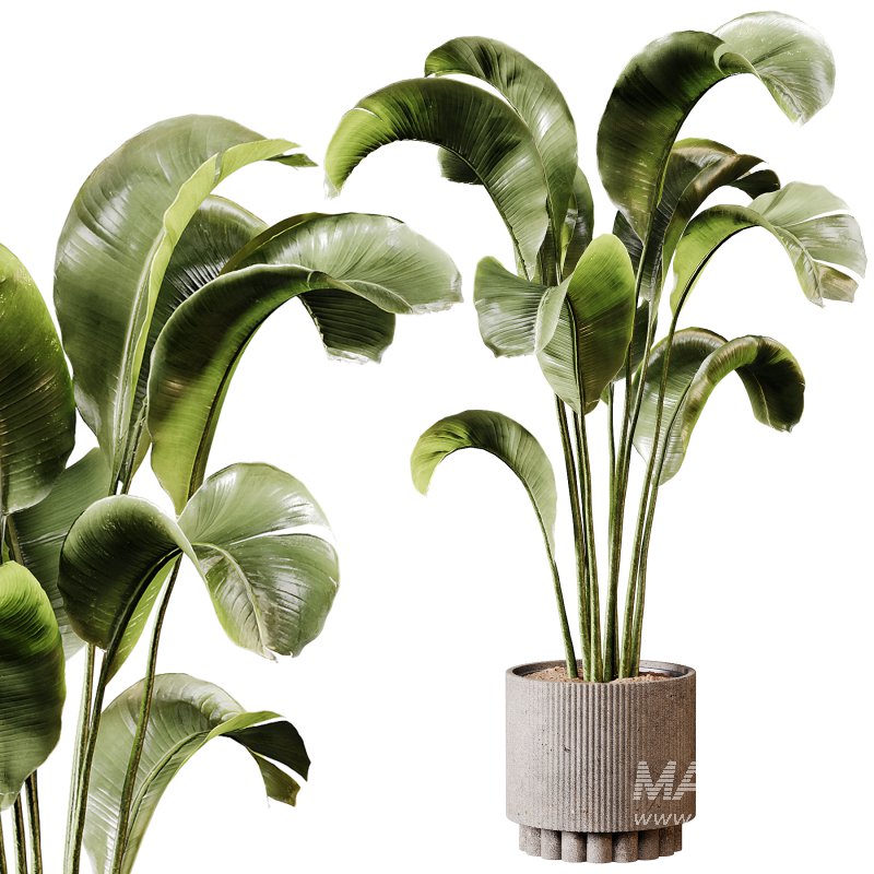Indoor plants 95 – Plant in pot - Image 4