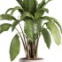 indoor plants – 38 plant in pot_corona - Thumbnail 4