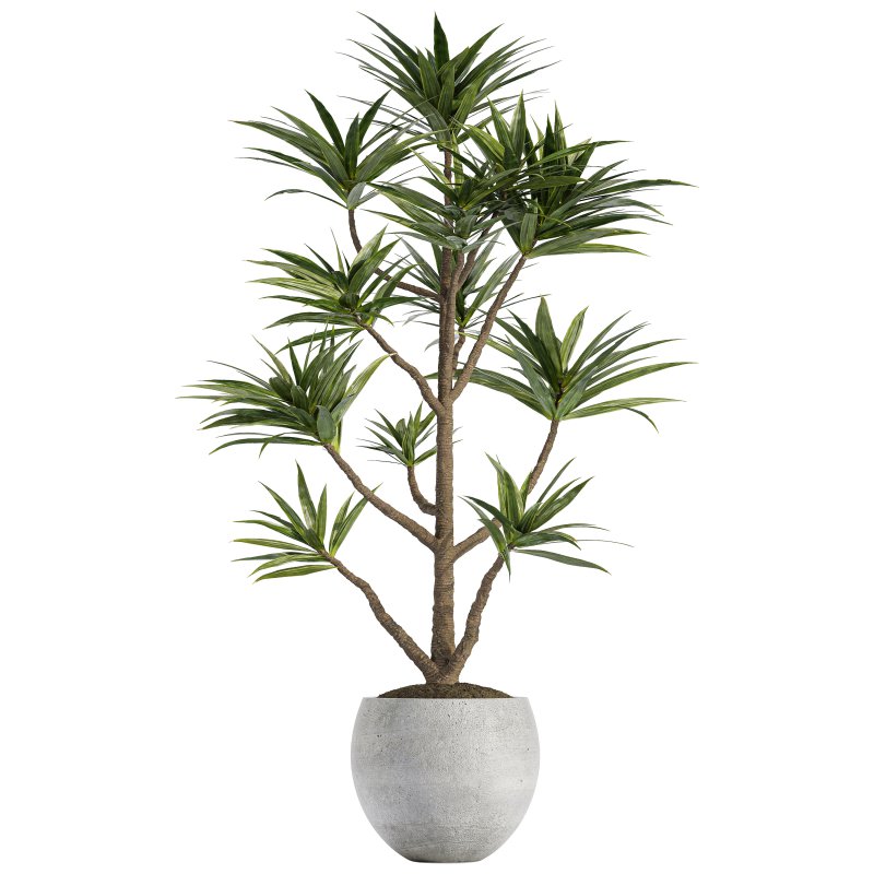 Indoor plant 06-Yocca Plant - Image 1