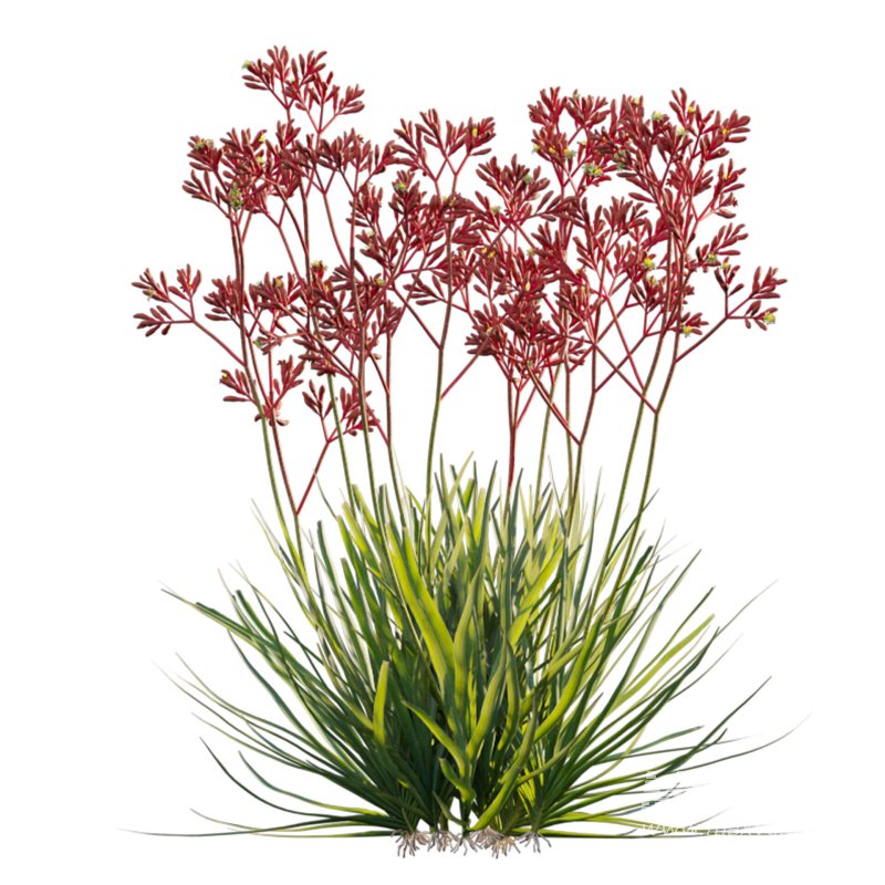 Anigozanthos flavidus – Kangaroo Paw 03 - Image 3