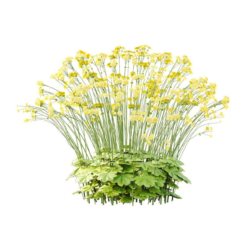 Alchemilla mollis flower Plant 03 - Image 1