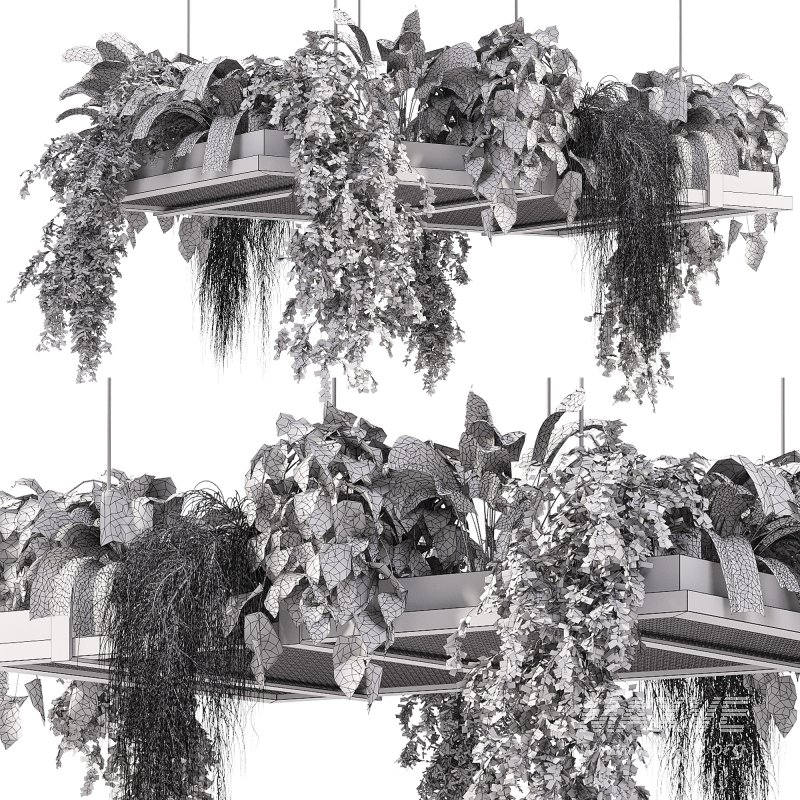 Hanging indoor Plants - Image 5