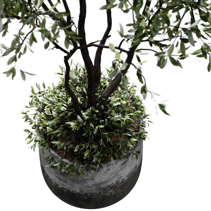 indoor plants 126 – plant in pot - Image 2