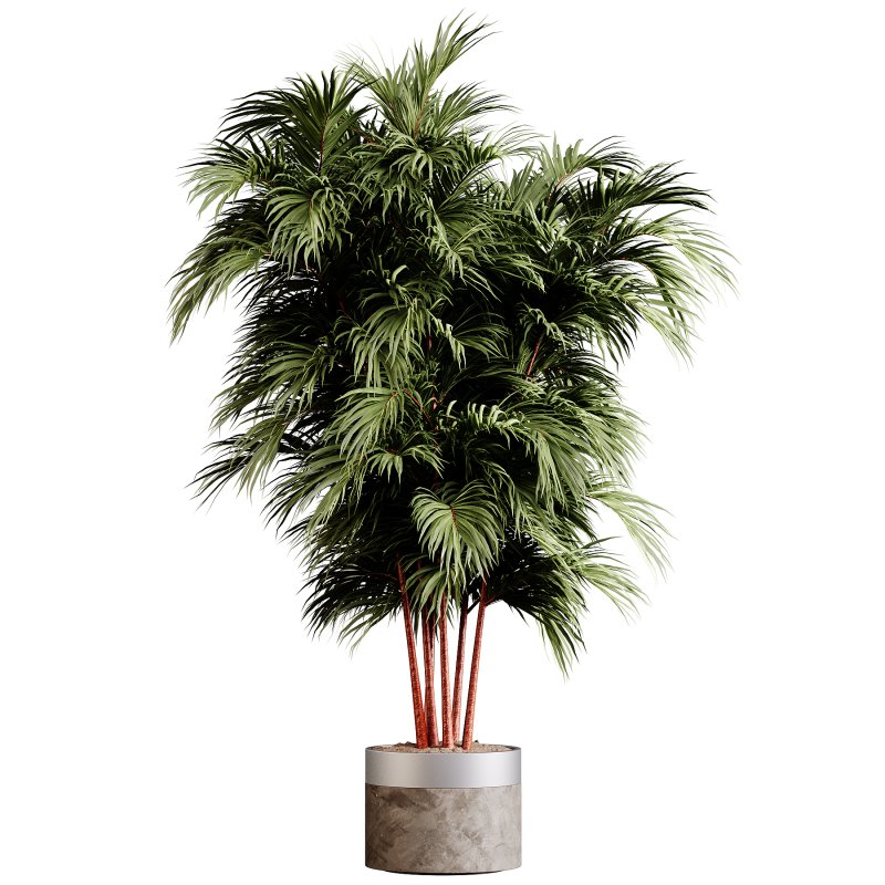 Indoor plants 85 – Plant in pot - Image 2