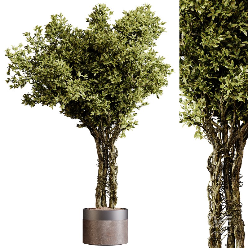 Indoor plants 87 – Plant in pot - Image 2