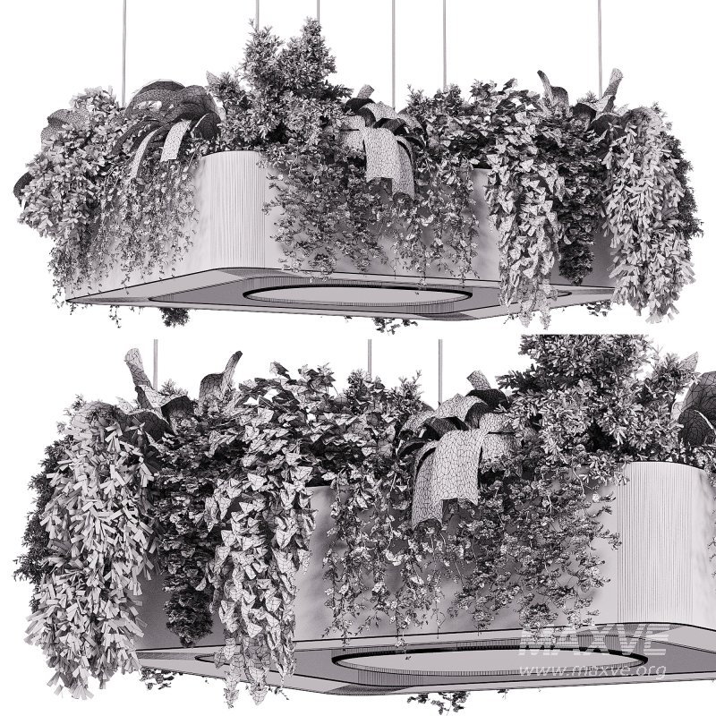 indoor plants – 64 Hanging indoor plant - Image 1