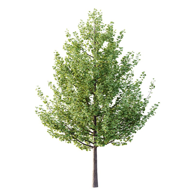 Maidenhair Ginkgo Biloba Tree 02 - Image 3