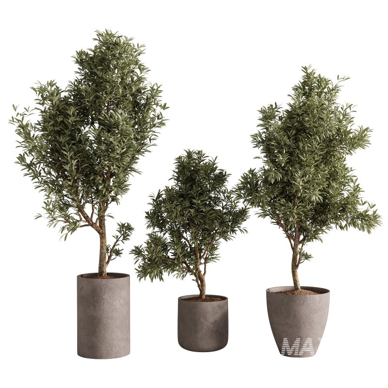 indoor plants – 65 plant in pot - Image 2