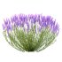 plant bush Flower Lavandula pedunculata 07 - Thumbnail 6