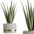 AV Indoor Plants Set 257 Dracaena Marginata and Olive and Areca Palm and Aloe Vera - Thumbnail 3