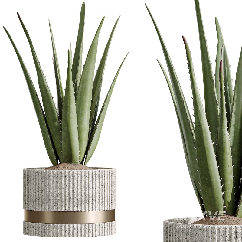AV Indoor Plants Set 257 Dracaena Marginata and Olive and Areca Palm and Aloe Vera - Image 3