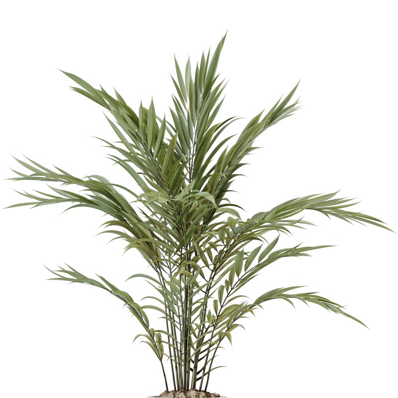 AV Indoor Plants Set 248 Pelagio Palm and Yucca Elephantipes and Cuban Cigar and Olive Elegant and Peace Lily - Image 4