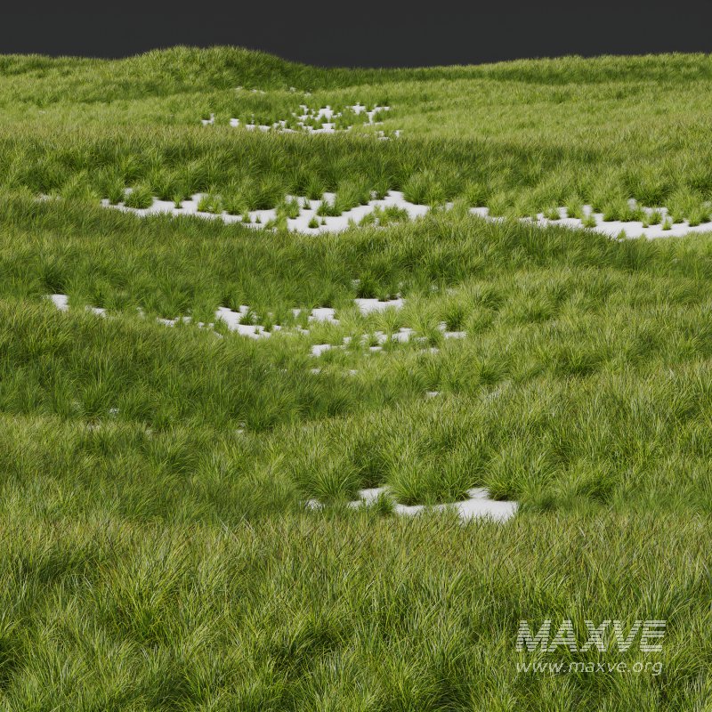 ntal grasses—**Nassella tenuissima**, also known as Mexican Feather Grass, and **Carex elata ‘Aurea’**, a golden sedge celebrated for its radiant chartreuse foliage. - Image 9