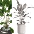 Indoor Plants – 28 Plant in pot - Thumbnail 2