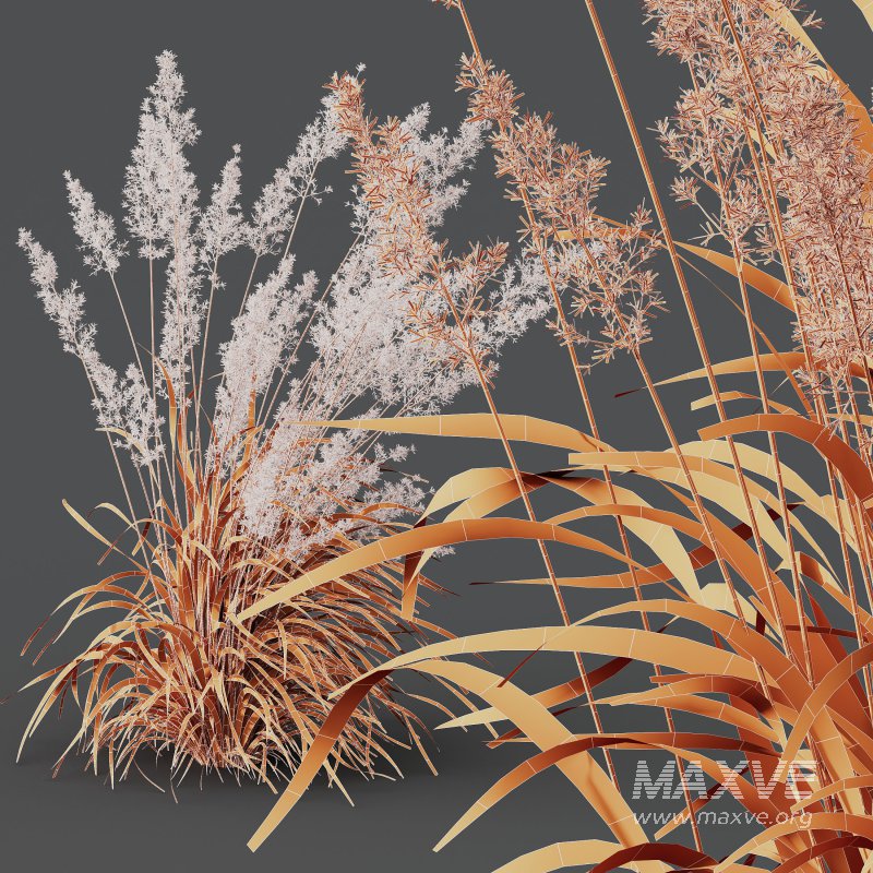 ntal grasses—**Celtica gigantea** (Golden Oats Grass) and **Nassella tenuissima** (Mexican Feather Grass)—curated for naturalistic, windswept landscapes and high-end 3D visualizations. - Image 13