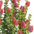 Scarlet Banksia – Banksia coccinea 01 - Thumbnail 3