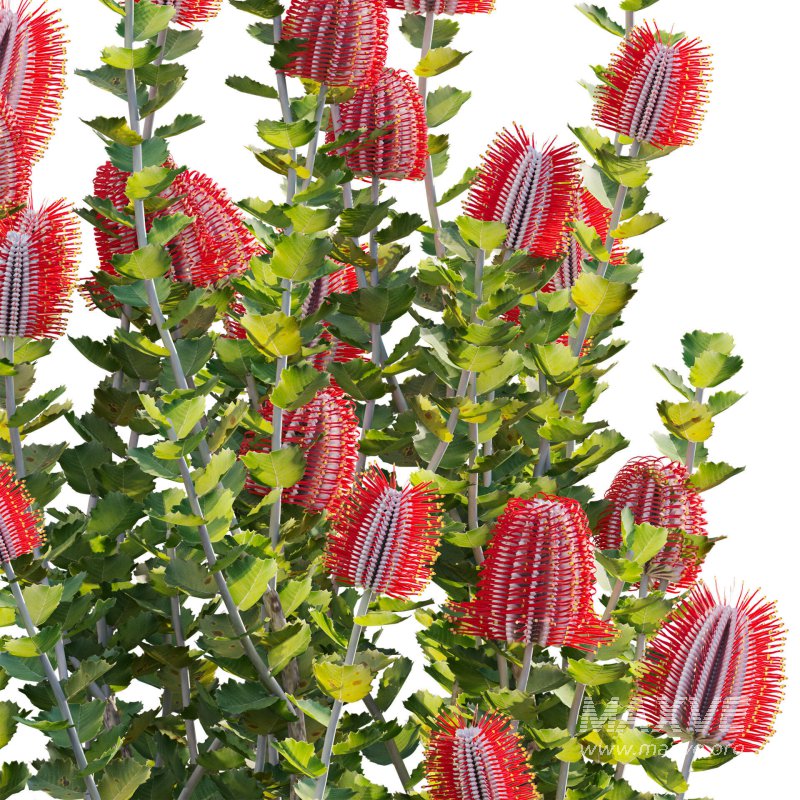 Scarlet Banksia – Banksia coccinea 01 - Image 3