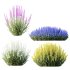 AV Plant Calluna Vulgaris Helena Summer Broom Heather Garden Girls02 - Thumbnail 3