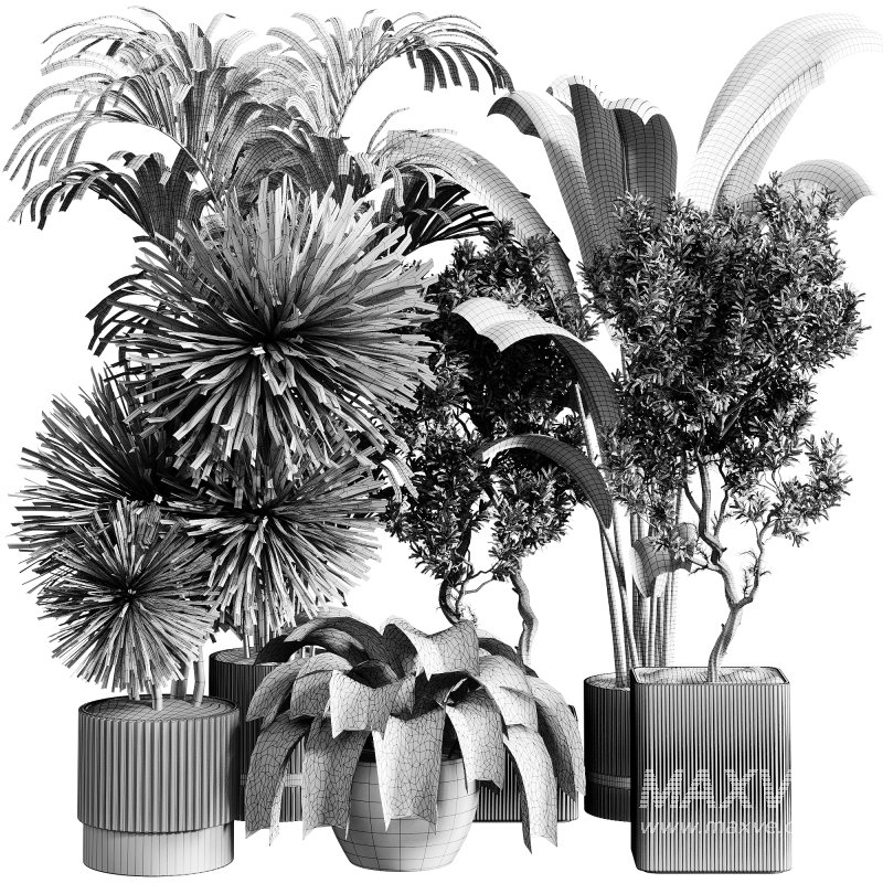 indoor plants 109 – plant collections in pot - Image 4