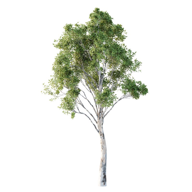 Sydney Blue Gum Tree 06 - Image 3