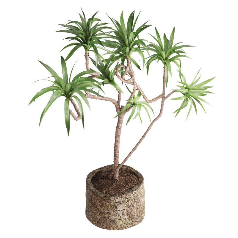 Indoor Plant Yucca - Image 4