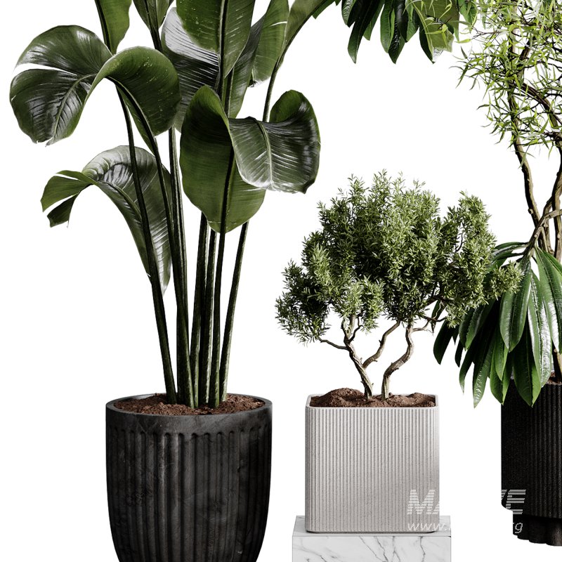 indoor plants 121 – plant collections in pot - Image 2