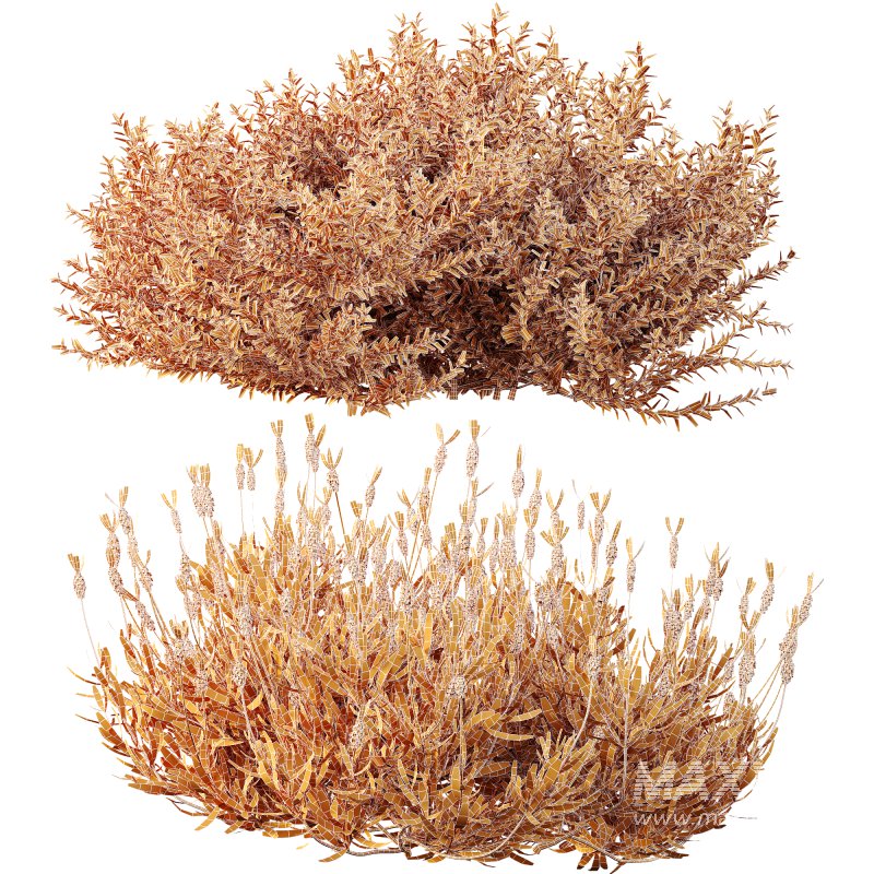 AV spring bushes Lavandula Pedunculata Atlantica Stoechas Subpedunculata and Fruticosa Coastal Rosemary - Image 12