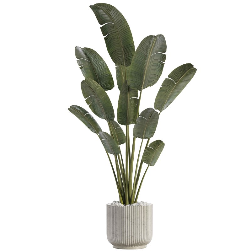 Indoor Plant 03 - Image 2