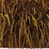 Carex Elata Aurea Grass 03 - Thumbnail 7