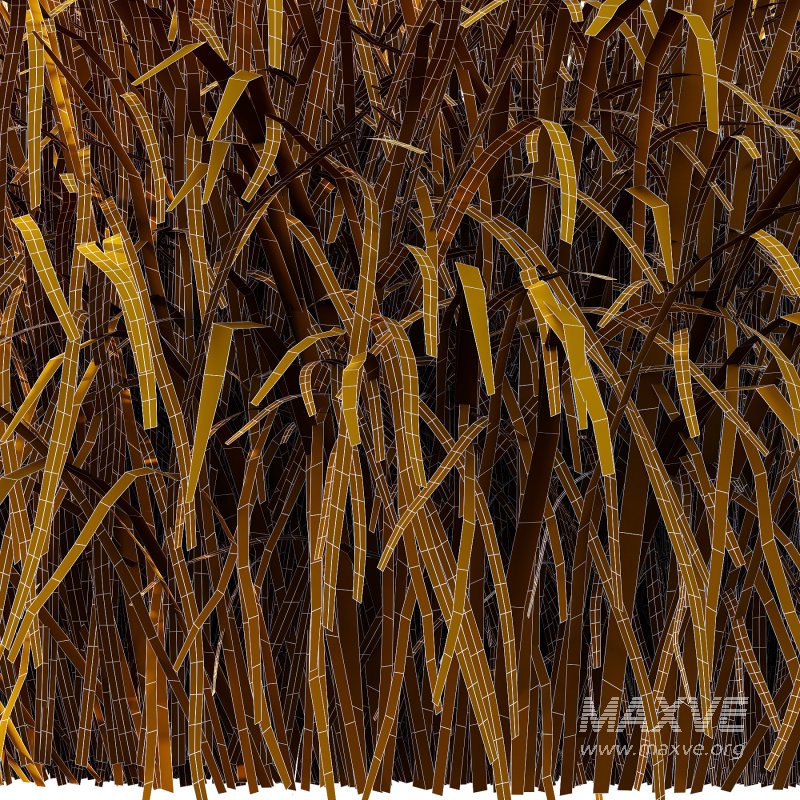 Carex Elata Aurea Grass 03 - Image 7