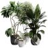 indoor plants 108 – plant collections in pot - Thumbnail 6