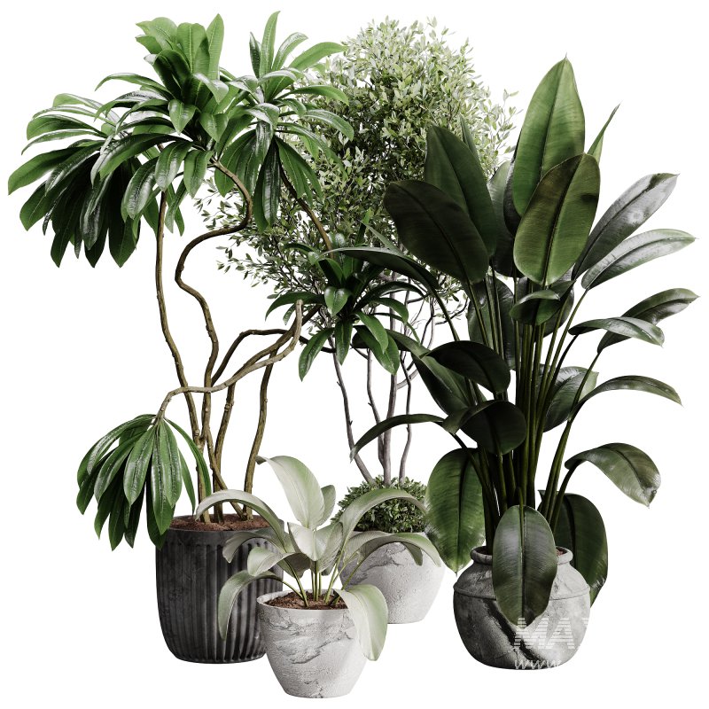 indoor plants 108 – plant collections in pot - Image 6